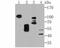 KDEL Endoplasmic Reticulum Protein Retention Receptor 1 antibody, A07617, Boster Biological Technology, Western Blot image 