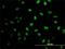 N-Methylpurine DNA Glycosylase antibody, H00004350-M10, Novus Biologicals, Immunofluorescence image 