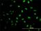 DNA-3-methyladenine glycosylase antibody, H00004350-M10, Novus Biologicals, Immunofluorescence image 