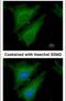 Suppressor Of Cytokine Signaling 4 antibody, PA5-21599, Invitrogen Antibodies, Immunofluorescence image 