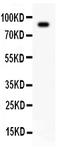 Ataxin 1 antibody, PA2097, Boster Biological Technology, Western Blot image 