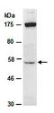 Transcription factor SOX-4 antibody, orb66747, Biorbyt, Western Blot image 