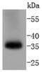 Caspase 7 antibody, NBP2-67756, Novus Biologicals, Western Blot image 