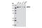 Bone Morphogenetic Protein Receptor Type 2 antibody, 6979S, Cell Signaling Technology, Western Blot image 