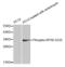 Ribosomal Protein S6 antibody, abx000279, Abbexa, Western Blot image 