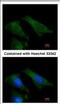 TIMP Metallopeptidase Inhibitor 4 antibody, NBP2-20645, Novus Biologicals, Immunocytochemistry image 