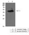 Bone Morphogenetic Protein 10 antibody, A06968-1, Boster Biological Technology, Western Blot image 