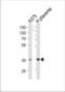 Aldose reductase antibody, TA324727, Origene, Western Blot image 