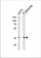 Aldose reductase antibody, TA324727, Origene, Western Blot image 