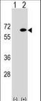 EYA Transcriptional Coactivator And Phosphatase 2 antibody, LS-C167871, Lifespan Biosciences, Western Blot image 