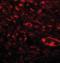 Myosin Light Chain Kinase antibody, orb373925, Biorbyt, Immunofluorescence image 