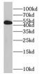 GA Binding Protein Transcription Factor Subunit Beta 2 antibody, FNab03282, FineTest, Western Blot image 