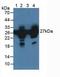 Heat Shock Protein Family B (Small) Member 1 antibody, LS-C372616, Lifespan Biosciences, Western Blot image 
