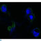 Fibroblast Growth Factor Receptor 4 antibody, LS-C812371, Lifespan Biosciences, Western Blot image 