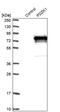 PDZ Domain Containing 1 antibody, PA5-52199, Invitrogen Antibodies, Western Blot image 