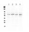 Cholecystokinin B Receptor antibody, A01677-1, Boster Biological Technology, Western Blot image 