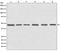 Tubulin Gamma 1 antibody, M06313, Boster Biological Technology, Western Blot image 