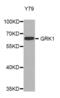 G Protein-Coupled Receptor Kinase 1 antibody, abx004981, Abbexa, Western Blot image 