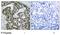 Heat Shock Transcription Factor 1 antibody, GTX79051, GeneTex, Immunohistochemistry paraffin image 