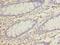 RUN And SH3 Domain Containing 1 antibody, LS-C379546, Lifespan Biosciences, Immunohistochemistry frozen image 