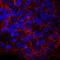 Roundabout Guidance Receptor 1 antibody, MAB71181, R&D Systems, Immunocytochemistry image 