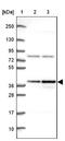 DNA Methyltransferase 3 Like antibody, NBP2-39076, Novus Biologicals, Western Blot image 