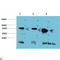 Glycogen Synthase Kinase 3 Beta antibody, LS-C814212, Lifespan Biosciences, Western Blot image 