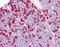 H1 Histone Family Member 0 antibody, orb96015, Biorbyt, Immunohistochemistry paraffin image 