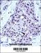 MYB Proto-Oncogene, Transcription Factor antibody, 57-402, ProSci, Immunohistochemistry paraffin image 