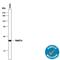 RAB27A, Member RAS Oncogene Family antibody, AF7245, R&D Systems, Western Blot image 