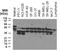 Nucleotide Binding Oligomerization Domain Containing 2 antibody, NBP2-27328, Novus Biologicals, Western Blot image 