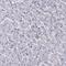 CCDC97 antibody, HPA043572, Atlas Antibodies, Immunohistochemistry paraffin image 