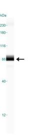 Telomeric Repeat Binding Factor 2 antibody, NB110-57130, Novus Biologicals, Western Blot image 