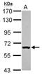 Rac GTPase Activating Protein 1 antibody, NBP2-20049, Novus Biologicals, Western Blot image 