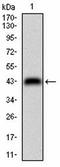 Cadherin 6 antibody, orb100681, Biorbyt, Western Blot image 