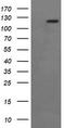 Protein Tyrosine Kinase 2 antibody, LS-C174723, Lifespan Biosciences, Western Blot image 