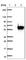 Ethanolamine-Phosphate Phospho-Lyase antibody, HPA044546, Atlas Antibodies, Western Blot image 