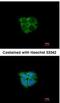 Adenosine Kinase antibody, NBP2-15291, Novus Biologicals, Immunofluorescence image 