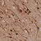 Mitochondrial Coiled-Coil Domain 1 antibody, HPA046948, Atlas Antibodies, Immunohistochemistry frozen image 