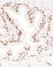 Cell Cycle And Apoptosis Regulator 2 antibody, A303-942A, Bethyl Labs, Immunohistochemistry frozen image 