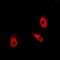 Triosephosphate Isomerase 1 antibody, orb340848, Biorbyt, Immunofluorescence image 