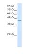 Poly(RC) Binding Protein 4 antibody, orb330151, Biorbyt, Western Blot image 