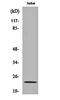 Anti-Silencing Function 1A Histone Chaperone antibody, orb160035, Biorbyt, Western Blot image 