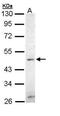 Zinc finger protein ZIC 3 antibody, PA5-29073, Invitrogen Antibodies, Western Blot image 