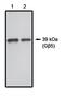 G Protein Subunit Beta 5 antibody, MBS395507, MyBioSource, Western Blot image 