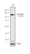 Insulin Receptor antibody, AHR0221, Invitrogen Antibodies, Western Blot image 