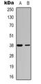 Docking Protein 6 antibody, LS-C368667, Lifespan Biosciences, Western Blot image 