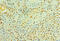 Cystatin C antibody, CSB-PA06197A0Rb, Cusabio, Immunohistochemistry frozen image 