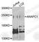 Anaphase Promoting Complex Subunit 1 antibody, A3484, ABclonal Technology, Western Blot image 