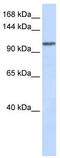 WD Repeat Domain 63 antibody, TA340388, Origene, Western Blot image 